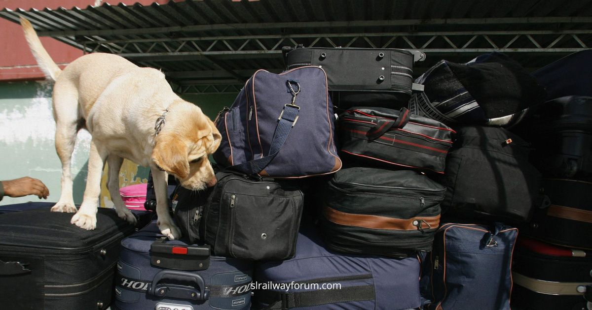 Detection Dogs to  Search Passenger Luggage
